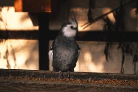 Cockatiel Bird Animal World