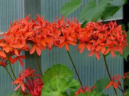 beautiful geranium flowers