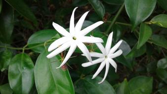 white flower bud closeup