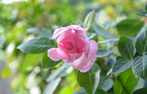the rosebud is beautiful