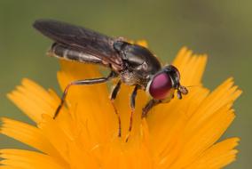 Insect Nature Wildlife