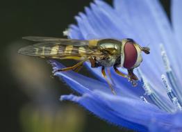 Insect Nature Fly