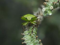 Insect on Leaf in Nature