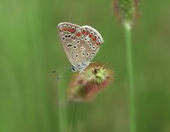 Butterfly Insect Nature