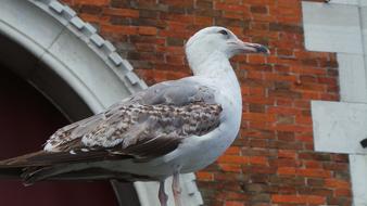 Bird Outdoor Nature Seagull In