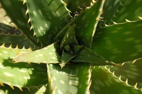 prickly flower leaf