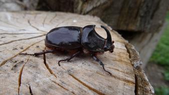 Bug Insect Beetle