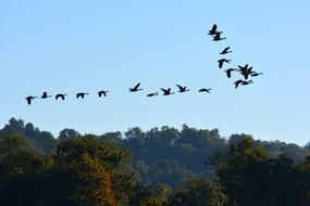 Sky Flight Bird Geological