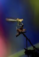 dragonfly on a branch close up