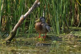 Bird Wildlife Nature