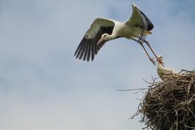 Bird Animal World Nature