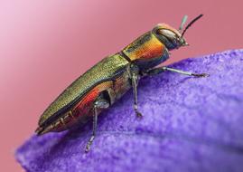 Insect Nature Animal