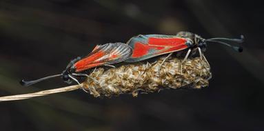 Insect Wing Nature