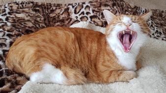 european shorthair cat yawns on sofa