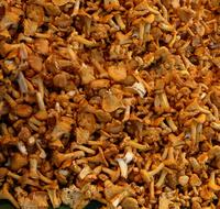 ripe mushrooms harvest