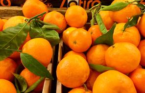 fresh orange harvest