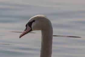 Bird Swan Waters Animal