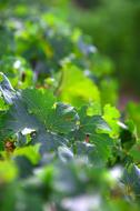 Grape Leaf Green