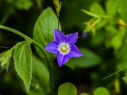 Wildflower Flower Purple
