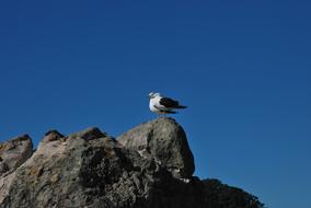 bird sitting on a rock on a blue background