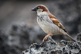 sparrow closeup
