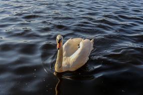 Waters Bird Sea