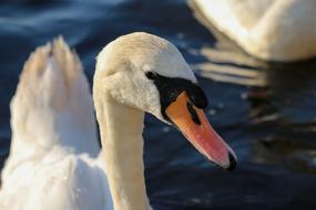 Bird Swan Waters