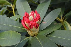 Plant Nature Flower