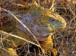 yellow lizard in a dry field