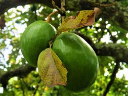 Avacado fruit on a branch