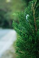 beautiful green Christmas tree