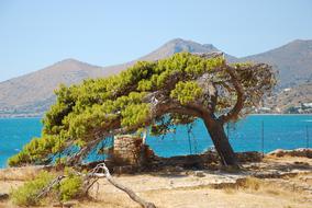 Nature Tree Sea The
