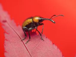Insect Animal Nature