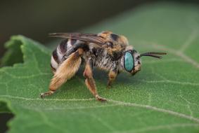 bee Insect in Nature Wildlife