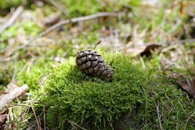 a one legged lump in the woods