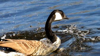 Goose Bank Water