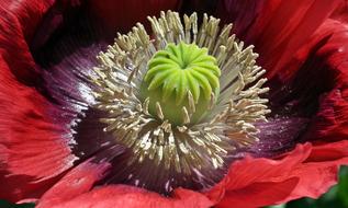 Flower Poppy Garden Red