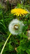 Nature Plant Flower