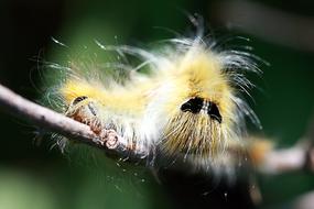 Animal Nature Wildlife