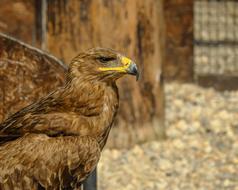Of Prey Eagle Savannah Adler