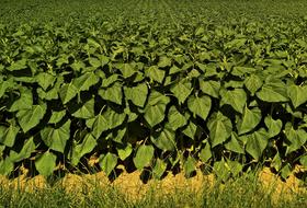 large leaves in the field