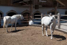 Stud Reiterhof Lipizzaner