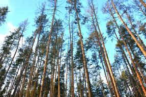 tall beautiful trees