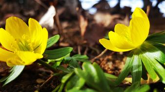 Nature Plant Flower