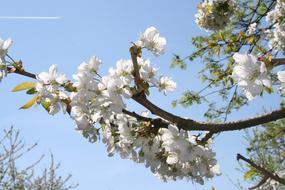 Cherry Blossom Tree Flower
