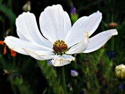 Flower Biel White The