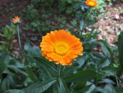 a one-legged flower in the green grass.