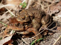 two big brown toads