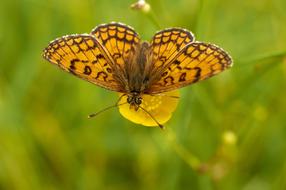 Butterfly Insect Nature