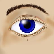 eyeball eyesight eyebrow eyelash